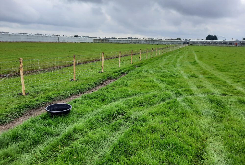 Schapengaas geplaatst Klazienaveen Drente