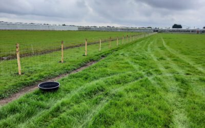 Schapengaas geplaatst Klazienaveen Drente