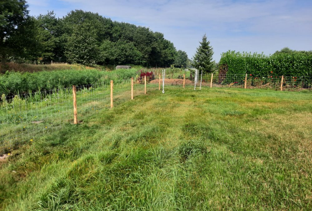 Schapengaas geplaatst Mill Noord Brabant