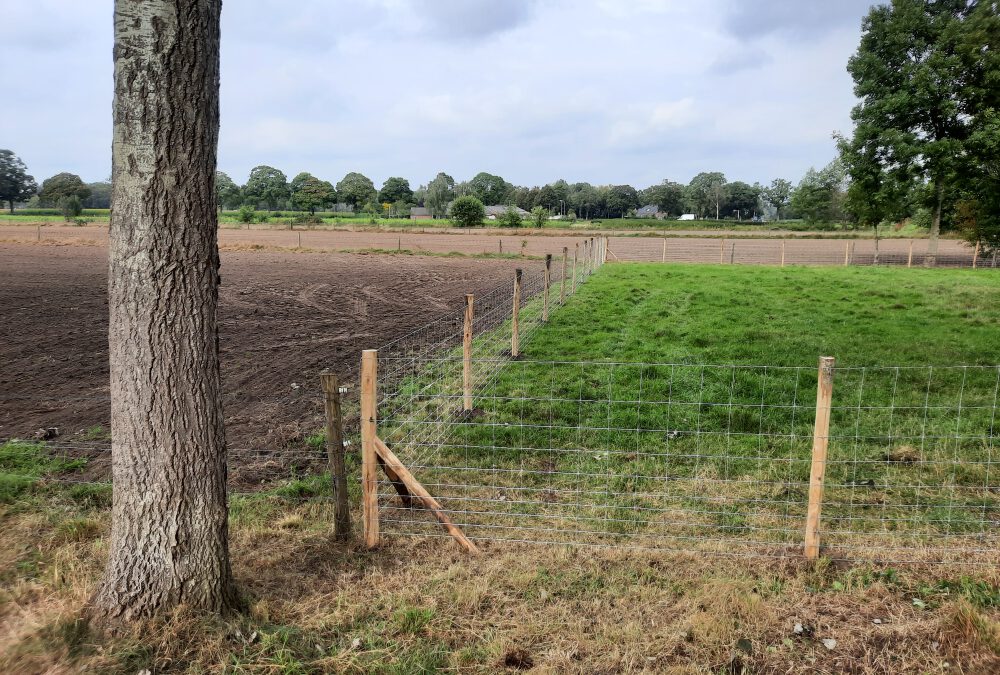 Schapengaas geplaatst Zelhem Gelderland