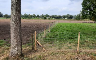 Schapengaas geplaatst Zelhem Gelderland